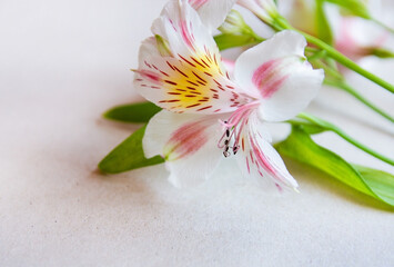 Bouquet of flowers Alstromeria on a white background. Flat lay, top view mockup. 