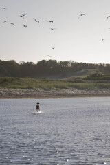 seagulls in flight with dog