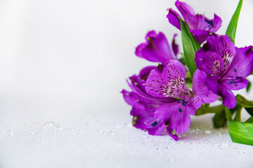 Bouquet of flowers Alstromeria on a white background. Flat lay, top view mockup. 