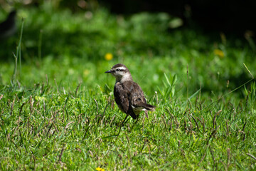 bird in the grass