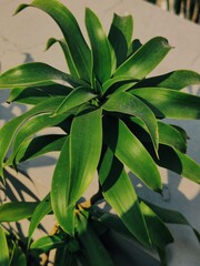 close up of a plant