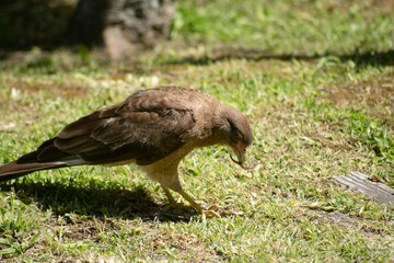 hawk eating