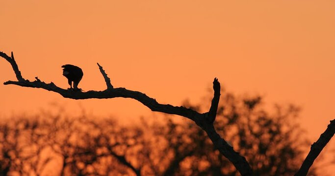 Eagle sunset, orange sun during morning, bird in Africa. African Fish-eagle, Haliaeetus vocifer, brown bird with white head. Eagle sitting on the top of the tree, wildlife in Mana Pools NP, Zimbabwe.