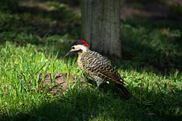 
woodpecker in the grass