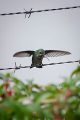 hummingbird on a branch