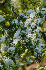 White flowers of apple tree on a branch in the garden.