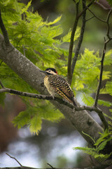 bird on a branch