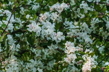 White flowers of apple tree on a branch in the garden.
