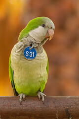 Monk parakeet, Myiopsitta monachus, Grey-breasted parakeet with brown background