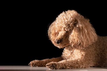 An apricot poodle with curly golden hair lies in the sunlight on a black background.