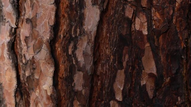 The surface of the brown tree bark close-up. Structural rough pine bark.