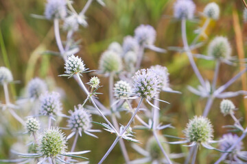 Beautiful inflorescences of Echinops close-up on a green background in the rays of the setting sun.