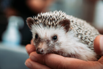 Cute small hedgehog being held at a Japanese Hedgehog Cafe