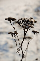 Dry, snowy, frozen inflorescence against a background of white snow.