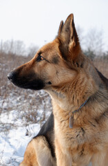 German shepherd dog sitting on white snow in a field.
