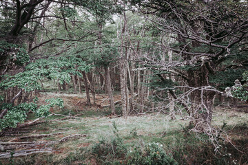 Patagonian forests
