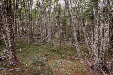 Patagonian forests