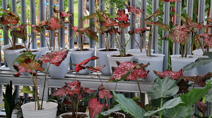 Fototapeta premium various types of taro flower , ornamental plants are beautiful and beautiful