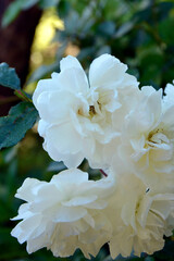 Blooming rose bush. Large peony flowers. Peonies. Beautiful flowering shrubs in the garden. White buds with lush petals.