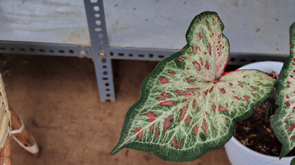 various types of taro flower , ornamental plants are beautiful and beautiful