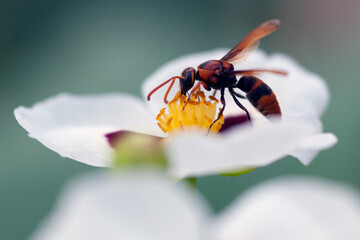 Hornet, eusocial wasps with transparency wings feeding on thorns flower in white peachy shade with blurred green background.