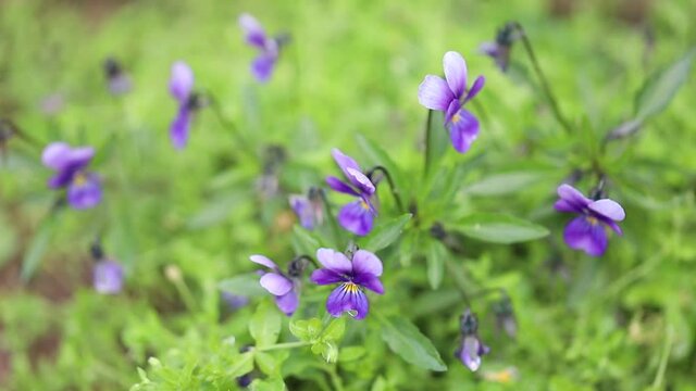 Violet flowers quivering in the wind in close-up on a green grassy background.