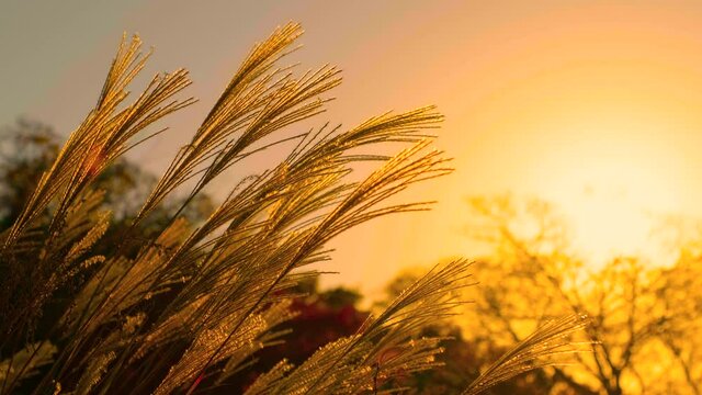 Blowing Miscanthus Sinensis or Pampas Grass in Evening at Sunset, Autumn or Fall Image, Nobody	