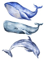 Watercolor blue whale, cachalot and dolphin isolated on white background. Watercolour animals isolated on white background.