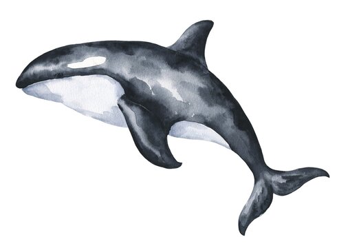 Watercolor Killer Whale On White Background. Watercolour Animal Illustration.