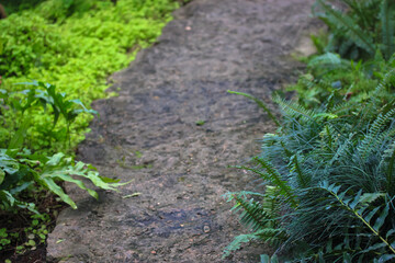 A stone hiking trail surrounded by tropical plants and foliage leading into the jungle. A beautiful summer landscape. Journey to the Tropics.