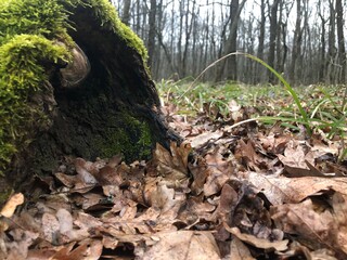 moss covered tree