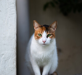 Close up of white, ginger and black cat on the street in Tel Aviv, Israel