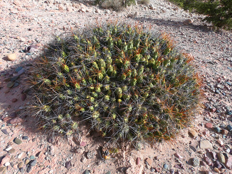 A small bush of cumulopuntia cactus in the natural habitat