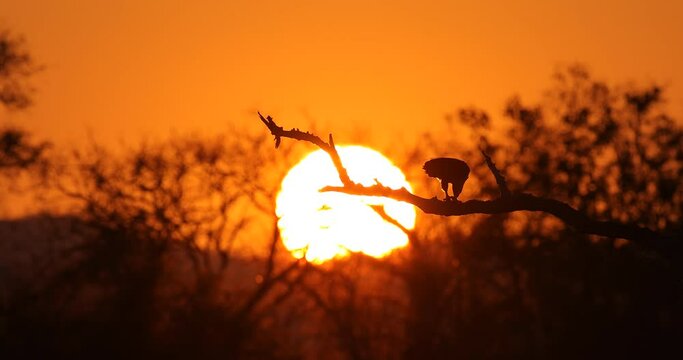 Eagle sunset, orange sun during morning, bird in Africa. African Fish-eagle, Haliaeetus vocifer, brown bird with white head. Eagle sitting on the top of the tree, wildlife in Mana Pools NP, Zimbabwe.