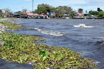 Strong stormy Winds and high tides cause lake water to rise driving water.Hyacinths and debris reaching shanty houses along the shore