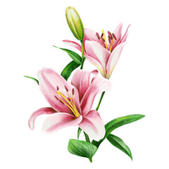 Pink lilies with blooms and green leaves isolated on white background