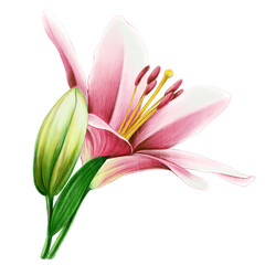 Pink lilies illustration with blooms isolated on white background