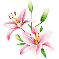 Pink lilies illustration with blooms  isolated on white background