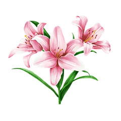 Pink lilies with green leaves. Illustration of the pink lily isolated on white background