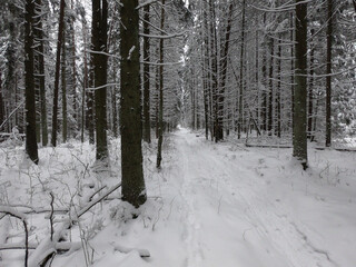 Road in the winter forest