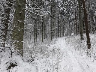 Track uphill in the winter forest