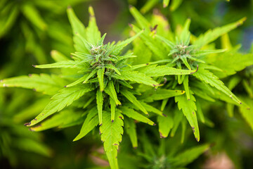 Cannabis Homegrowing