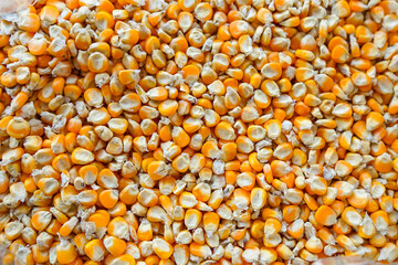 close up of yellow corn seeds can be use as background