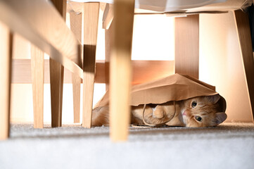 紙袋に入る猫（マンチカン）