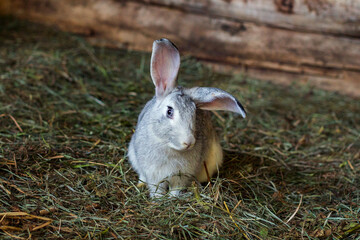 A rabbit in a cage sits in the grass. Home pet. Fluffy, eared rabbit.