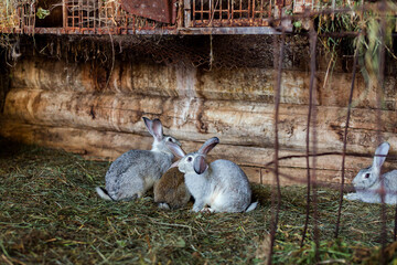 Obraz premium A rabbit in a cage sits in the grass. Home pet. Fluffy, eared rabbit.