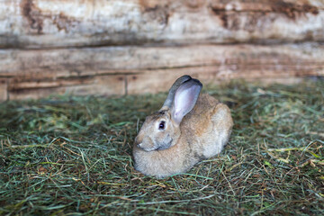 A rabbit in a cage sits in the grass. Home pet. Fluffy, eared rabbit.