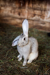 A rabbit in a cage sits in the grass. Home pet. Fluffy, eared rabbit.