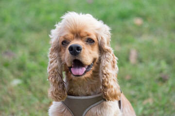 Portrait of cute cavalier king charles spaniel puppy in the autumn park. Pet animals.