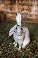 A rabbit in a cage sits in the grass. Home pet. Fluffy, eared rabbit.